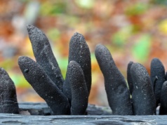 Upiorny grzyb w polskich lasach. Nazywają go "palce umarlaka"