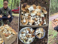 Wynosili prawdziwki skrzynkami z lasu. Trafili na prawdziwy wysyp. W sieci burza