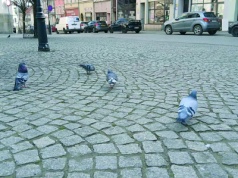 Gołębie dają się we znaki ząbkowickim zabytkom