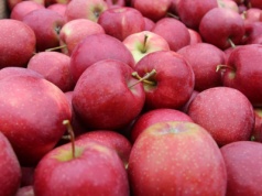 Zbiory jabłek 2025. Czy w Polsce będzie 4 mln ton?