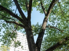 Szeleszczące historie Ochoty. Zrób zdjęcie i opowiedz historię warszawskich drzew