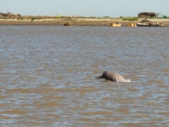 Mikroplastik w przewodach pokarmowych zagrożonych delfinów rzecznych z Indusu