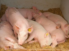 Ceny tuczników spadają. Zakłady podcinają gałąź, na której siedzą