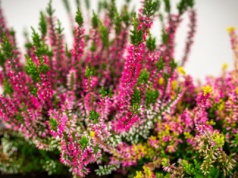 Moja babcia nazwała go "jesiennym powerem". Dodaj do wody, a wrzosy będą kwitły jak szalone