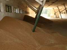 Magazynowanie zboża – jakich błędów unikać?