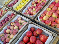 Szczyt zbiorów, więc jabłek nie brakuje – hurtowe ceny jabłek, Bronisze, 25.09.2025