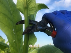 Chcą zorać polskich rolników. Na szali miliardy i tysiące miejsc pracy