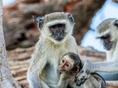 Ile trwa lot do Botswany? Jak długo leci się samolotem do Botswany?