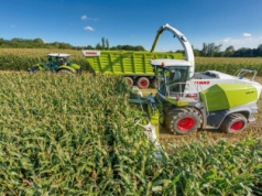 Uwaga na pułapki w kukurydzy. Rolnicy stracili 100 tysięcy złotych!