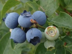 Nowy rynek dla polskich borówek – możliwy eksport do Wietnamu