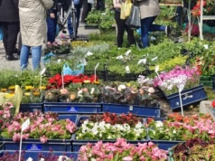 Powraca ulubiona akcja w Warszawie. Darmowe kwiaty dla mieszkańców! Gdzie i kiedy je odebrać?