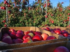 W Turcji może zabraknąć m.in. jabłek. W Europie na to liczą