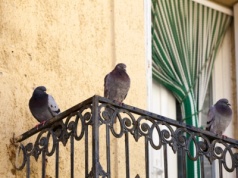Spryskaj tym balkon, a gołębie uciekną, gdzie pieprz rośnie. Nie znoszą tego zapachu