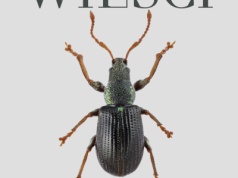 Ozdoba z chrząszczy. Unikatowe znalezisko z cmentarzyska ciałopalnego w Domasławiu