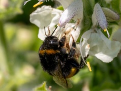 Szałwia srebrzysta – Salvia argentea L.