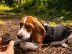 Trufle w Chorwacji – gdzie ich szukać, ceny, sezon i najlepsze miejsca w Istrii