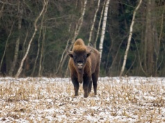 Podejrzenie gruźlicy u żubra. Wojewoda podkarpacki: działamy zdecydowanie!