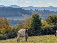 Tuł. Łatwa góra w Beskidzie Śląskim z widokiem na Czantorię