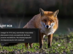 Uwaga! Zrzuty szczepionek dla lisów na Warmii i Mazurach