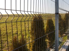 Konfliktowe tuje przy płocie. Sprawdź, co mówią przepisy, żeby uniknąć sporu z sąsiadem