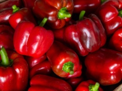 To najgorszy sezon dla producentów papryki od 5 lat. Brak chętnych do skupu