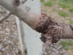 Jesienią walka z rakiem drzew owocowych w sadach jest konieczna