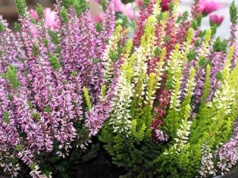 Obieram 1 sztukę i robię nawóz. Wrzosy kwitną jak szalone do mrozów