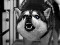 Tragedia pod Zieloną Górą. Kierowca ciężarówki zagryziony przez psy