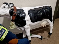 Pijany 20-latek ukradł dla zabawy… figurę krowy. Później już przestało być śmiesznie