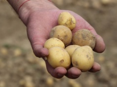 Nadpodaż ziemniaków. W Niemczech pełne magazyny. A jakie ceny?