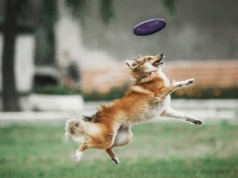 Sześć lat temu była w schronisku. Dziś zdobywa medale. Historia psa, który dostał drugą szansę