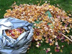 Nie wyrzucaj zgrabionych liści! Ten patent odmieni Twój ogród