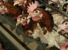 Hodowca z tego powiatu musi zutylizować prawie 148 tys. kur! Wirus znów zaatakował