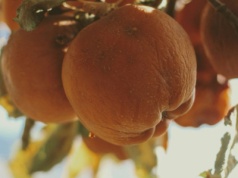 Chwyć popcorn i oglądaj. Kryzys Apple się pogłębia na naszych oczach