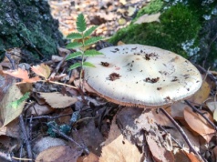 Ten grzyb jest smaczny, ale śmiertelnie niebezpieczny. Omijaj go szerokim łukiem