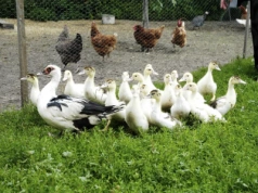 GIW potwierdza nowe ogniska. Dziesiątki tysięcy ptaków do wybicia