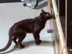 Wolontariusze do schroniska poszukiwani