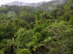 Więcej emitują niż pochłaniają. Zła wiadomość z australijskich lasów deszczowych