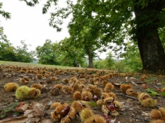 Pieniądze spadają z drzewa? Tyle można zarobić na kasztanach