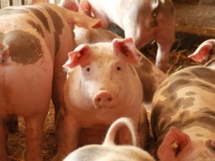 Dania: Po gwałtownych obniżkach, ceny tuczników łapią stabilizację