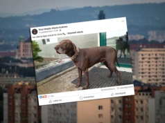 Pies błąkał się po ulicach Krakowa. Przeszedł 30 kilometrów, by znaleźć swoich opiekunów