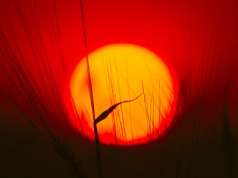 Porozumienie Paryskie przynosi efekty, ale wciąż niewystarczające