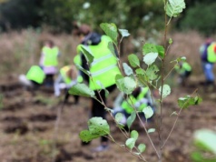 Pół tysiąca nowych drzewek w ramach akcji Novy Las