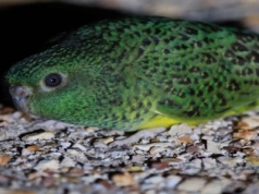 Ten ptak miał wymrzeć ponad 100 lat temu. Został „ponownie odkryty” w Australii