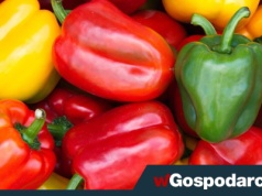 Dramat z papryką! Na polach urodzaj, którego nikt nie chce