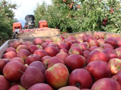 Satysfakcjonujący popyt, ale ceny nadal minimalne