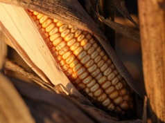 „Spadło tylko 150 ml deszczu, obawialiśmy się. Jednak był to dobry rok”. Rolnicy podsumowali zbiory kukurydzy