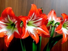 Nie przegap terminu sadzenia amarylisa. Zakwitnie akurat na Boże Narodzenie