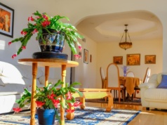 Najlepszy nawóz do grudnika znajdziesz w aptece. Dodaj do wody i podlej. Kwiaty wyśpią się z doniczki