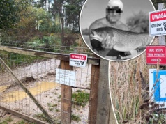 Tragedia pod Zieloną Górą. Psy zagryzły grzybiarza. Były szkolone do służby?